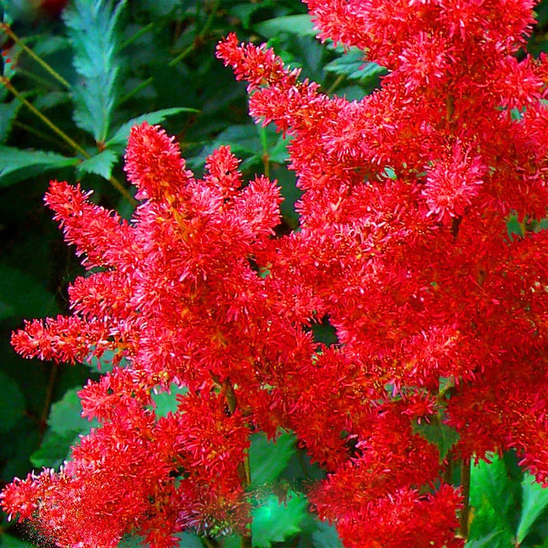 Perennial Flowering Bright Red Astilbe Flower Seeds