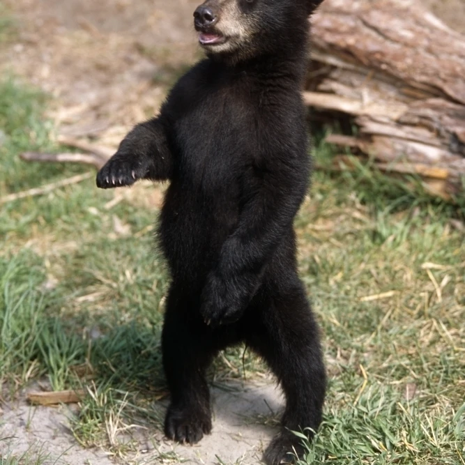 Young Black Bear Cub Standing Upright Captive Alaska Wildlife Conservation Center Summer Poster Print (11 x 17)
