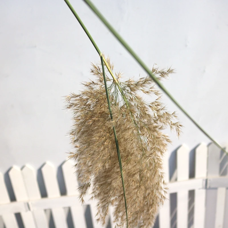 50pcs Dried reeds ditch reed phragmites communis prundo phragmites