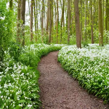 

TR 8x8FT Spring Forest Path Trees White Flowers Grass Photograph Studio Backgrounds Custom Photo Backdrop Backgrounds Vinyl Prop