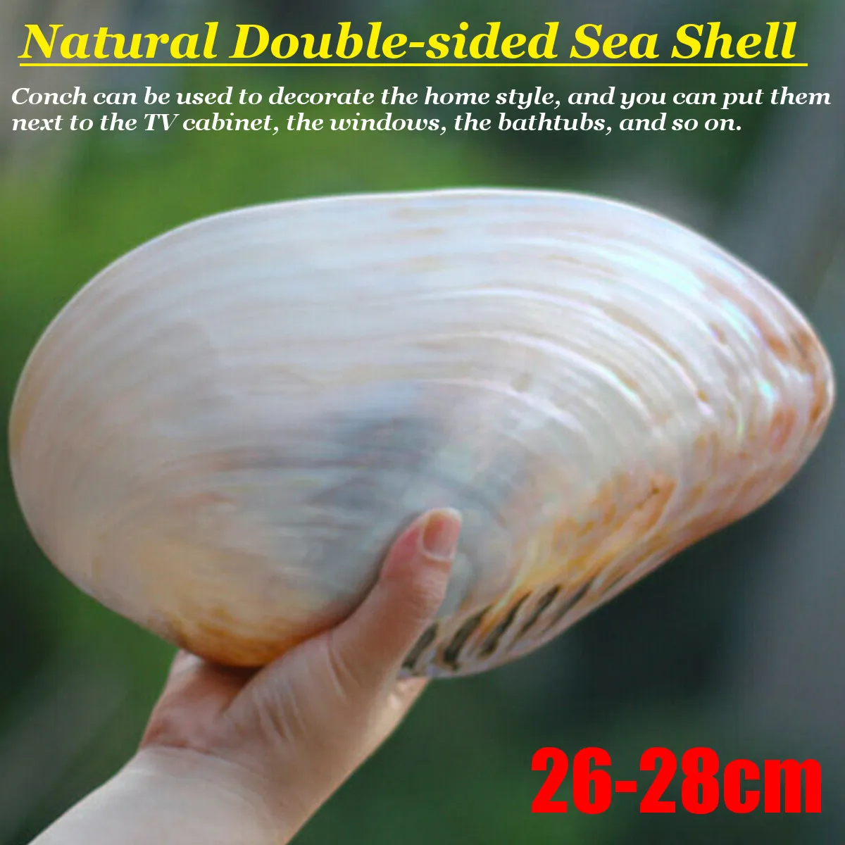 

26-28cm Large Natural Conch Shell Coral Pearl Mussel Clam Double-sided Seashell Home Fish Tank Accessories Aquarium Decor New