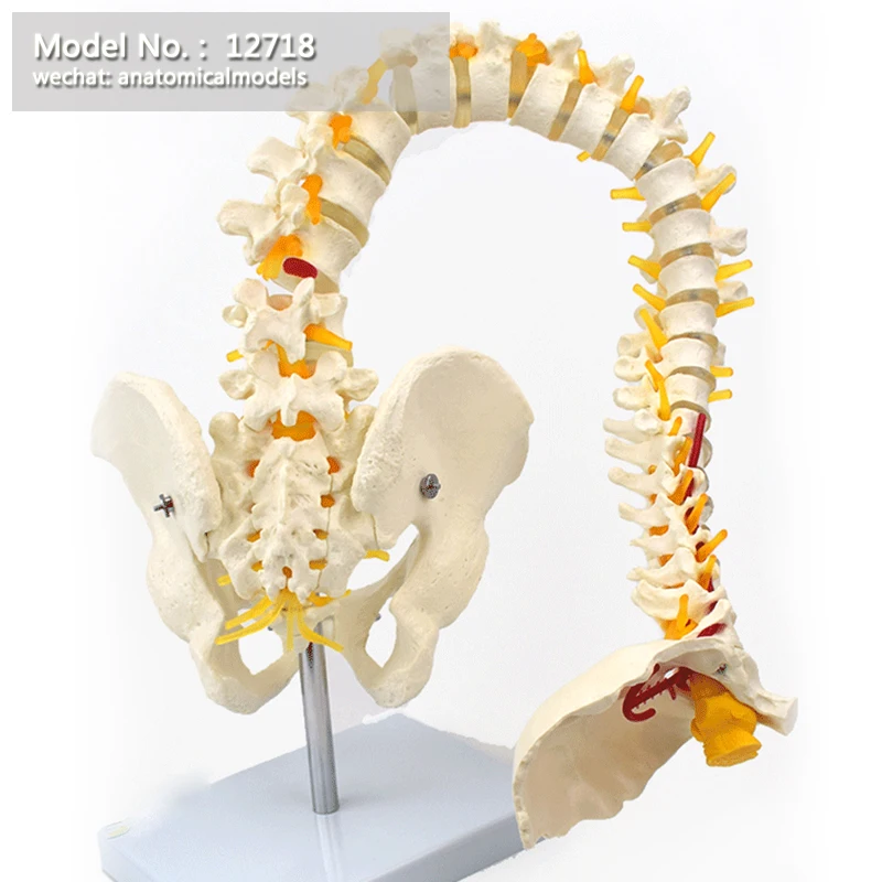 12718/Deluxe гибкий позвоночник модель, медицинские спинномозговые колонки анатомические модели модель