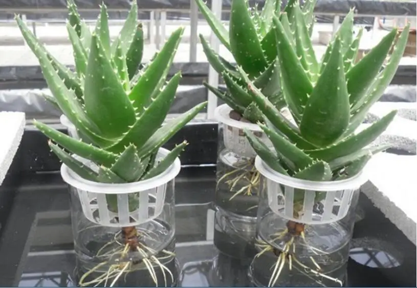 

Free shipping,7#.OD-14cm.10pcs,Shallow Hydroponic planting basket.pp,Gardening supplies.hydroponic tray.Fixed Bar.flowerpot