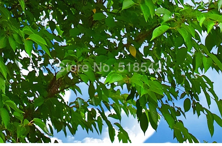 Пользовательские 3D фото обои голубое небо белые облака лес ветви деревьев потолок Зенит Задний план росписи декора обои Гостиная