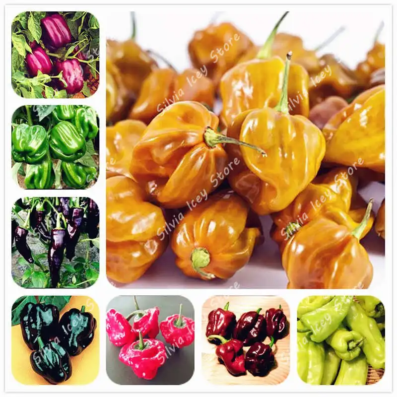 

200Pcs/Bag multi-species pepper plant bonsai vegetables healthy vegetable garden family garden vegetable plant pot planting