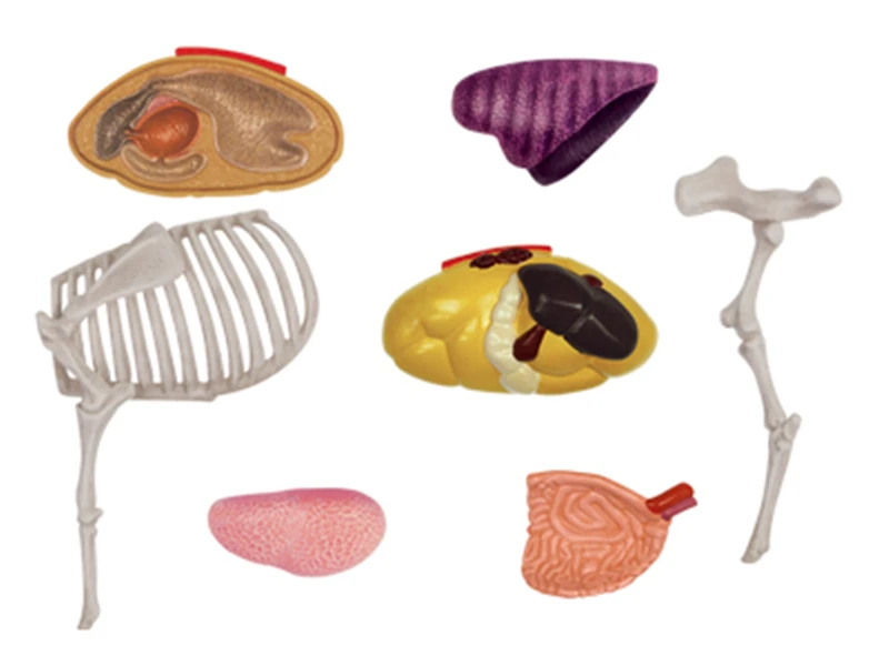 Модные развивающие дизайнерские игрушки мастер 4D животные ошибки насекомые моделирование DIY Головоломка анатомическая корова модель для детей mkd3