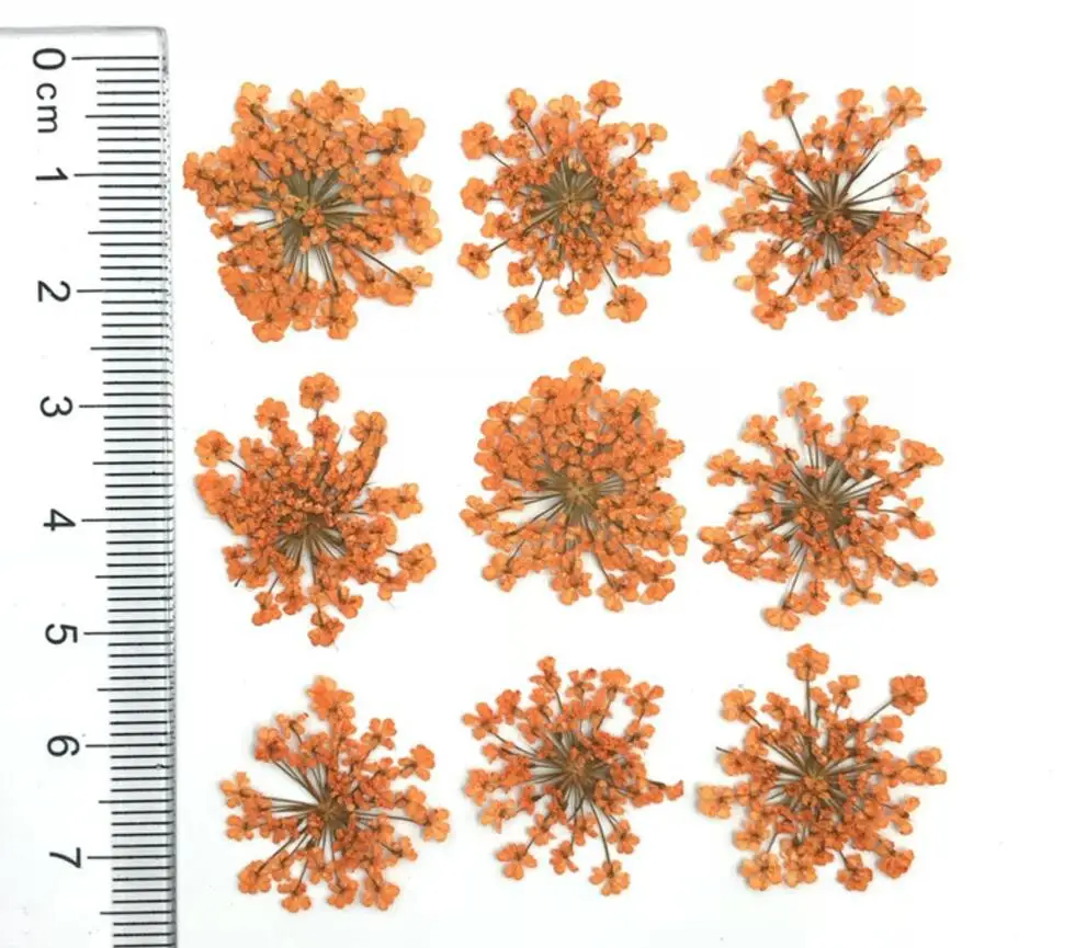 60 шт прессованный высушенный Orlaya gran Flower сухие растения для дизайна ногтей эпоксидная смола Макияж Лицо Кулон Ожерелье Изготовление ювелирных изделий - Цвет: Оранжевый