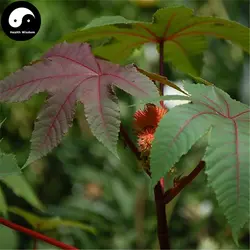 Купить китайские Колёсики Semente 100 шт. завод Ricinus Communis для Ricini Би мА