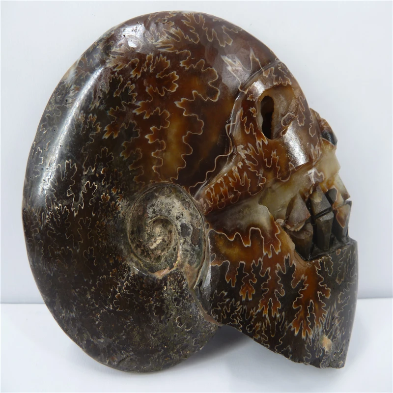 

NATURAL Conch fossil Crystal carved skull HEALING T469