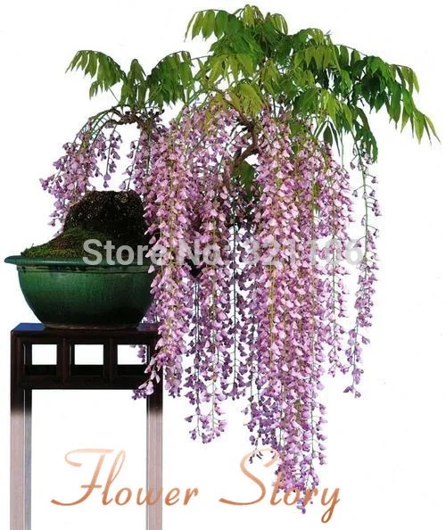 Aliexpress.com : Buy Free Shipping 5 Japanese Wisteria ...
