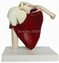 Natural Big Shoulder Muscle Model,1:1 Model of Shoulder Joint