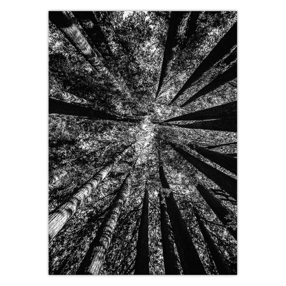 color_opt_1