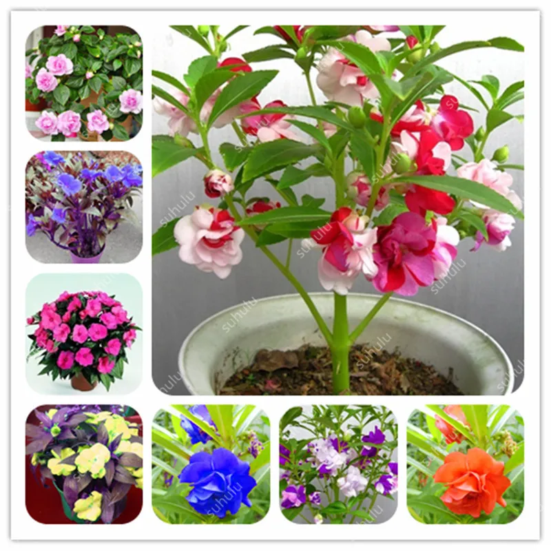 

100Pcs Garden Balsam Bonsai White Pink Red Purple Impatiens Balsamina Bonsai Flower For Home Plants Toutch-Me-Not Flower