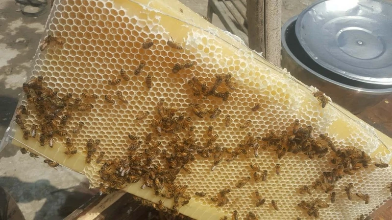 Автоматический деревянный ящик для пчел, Деревянный пчелиный улей, оборудование для пчеловодства, инструмент для пчеловодства, поставка для садового пчеловодства