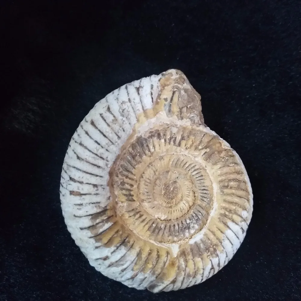 

1pieces of natural Marine nautilus fossil specimens decorated with aquarium bottom stone decoration
