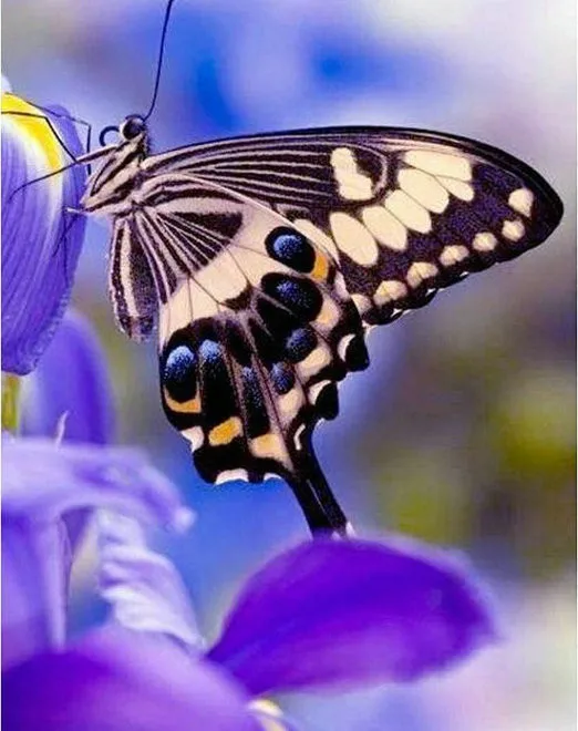 5D Diy Diamond Painting Butterfly Mosaic Embroidery Square/round Resins Cross Stitch s Crafts Home Decoration Hobby | Дом и сад