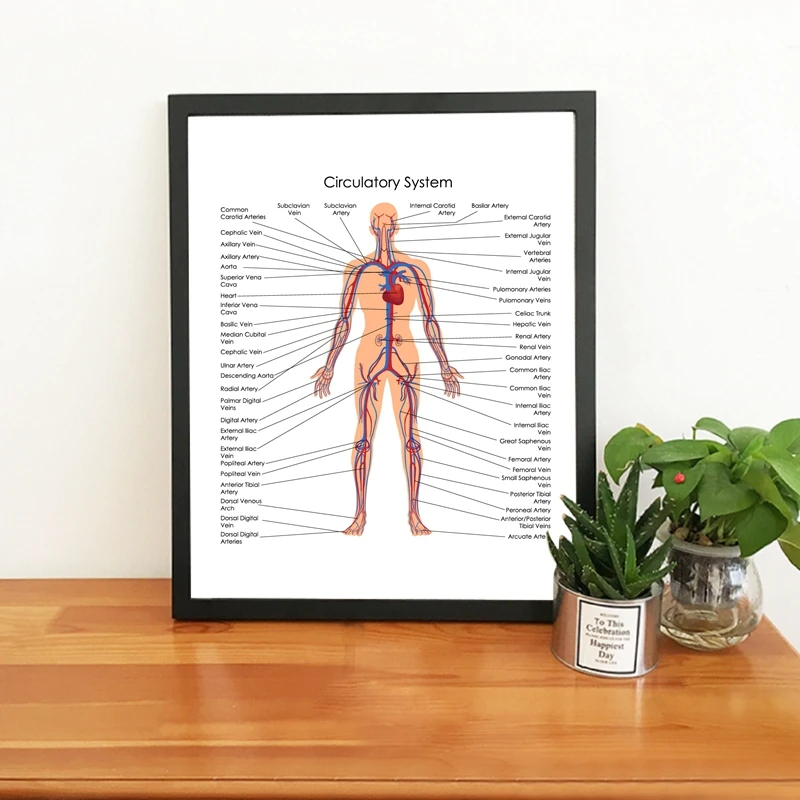 

Human Body Circulatory System Diagram Poster Canvas Prints Medical Education Chart of Biology Painting Doctor Office Wall Decor
