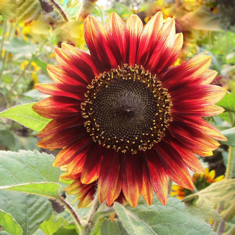 Compare Prices on Red Sunflower Online Shopping/Buy Low Price Red