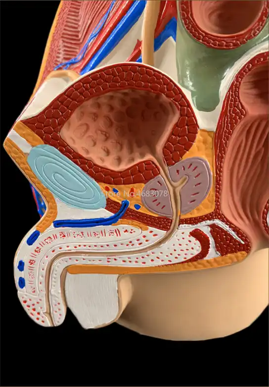 Sagittal pelvic anatomy model for male and female, male reproductive