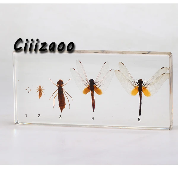 

Life Cycle of Dragonfly specimen paperweight Taxidermy Collection embedded In Clear Lucite Block Embedding Specimen