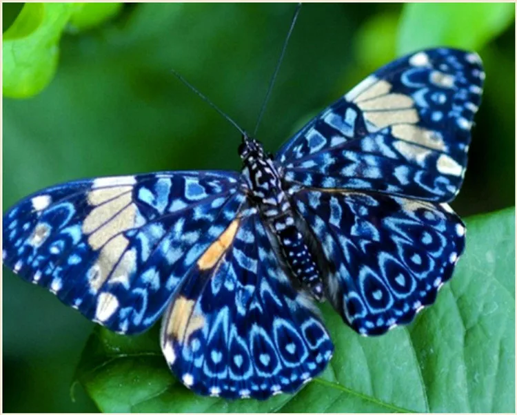 

Butterfly 5D Diamond Embroidery DIY square Diamond Mosaic Needlework Cross Stitch Kits Home Decor Canvas