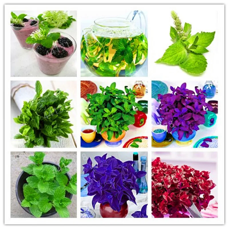 

100pcs/bag Mint potted herb edible Plants in bonsai or pot Organic Plantas vegetables for home and garden decoration
