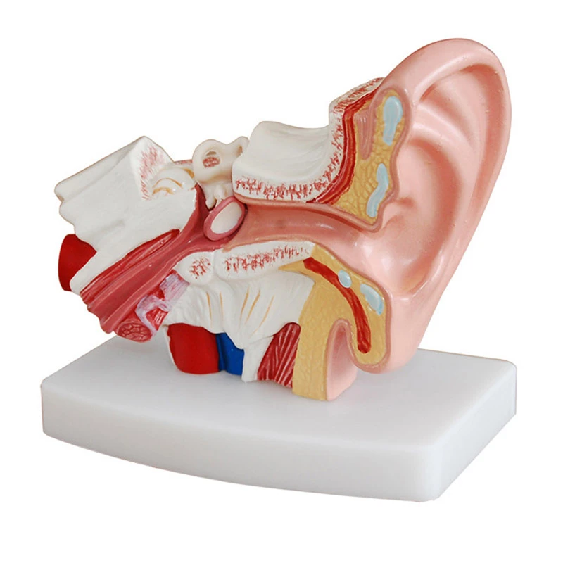 1 5 Times Human Ear Anatomy Model Showing Organs Structure Of The Central And External Ears Medical Teaching Supplies Medical Science Aliexpress