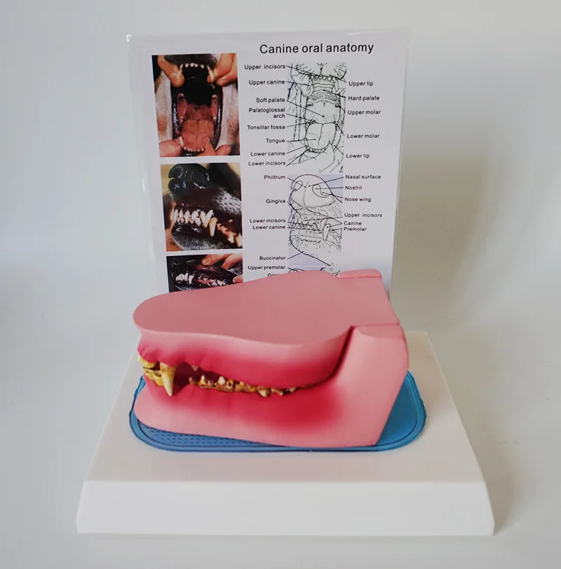 

Dog Tooth Anatomy Model Canine Veterinary Animal Skeleton Pet Veterinary Teaching Instrument Anatomy