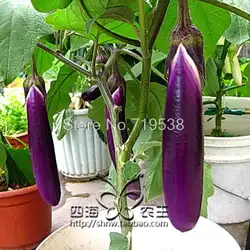 Длинный фиолетовый баклажан 30 шт. овощей Бонсаи