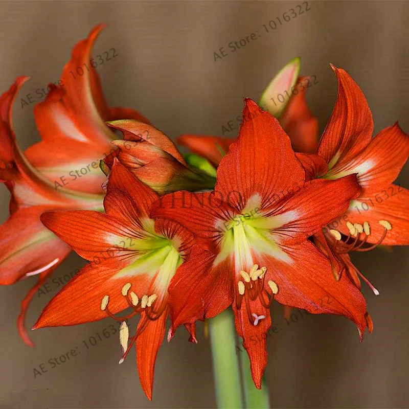 Цветок flores amaryllis растения 100 шт./пакет, Hippeastrum rutilum, бонсай растения для дома и сада - Цвет: 13