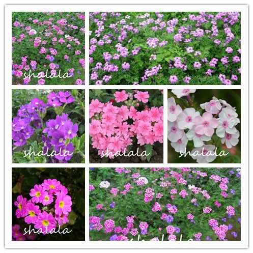 

Garden Plant Mini verbena Bonsai, Hanging Verbena Plantas Charming Color Flores,Outdoor Ornamental flowers 100pcs