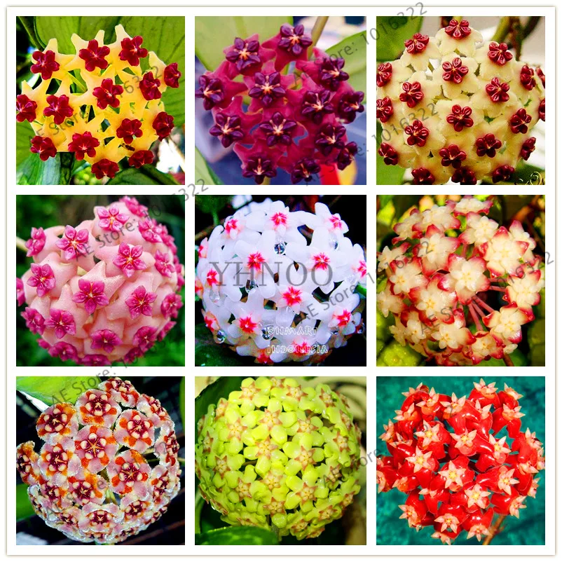 

24 Color Hoya flower flores Rare Perennial Plant Hoya Carnosa plante Bonsai plantas Pot Plant For Home Garden 100Pcs