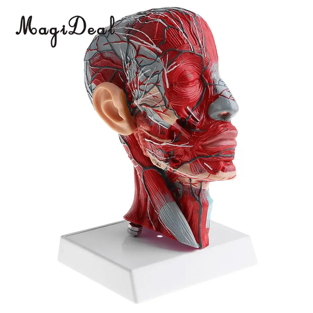 1:1 Human Head Skeleton W/Neck Vessel Nerve Skeleton Demonstration Model Laboratory Ornament School Medical Teaching Tool