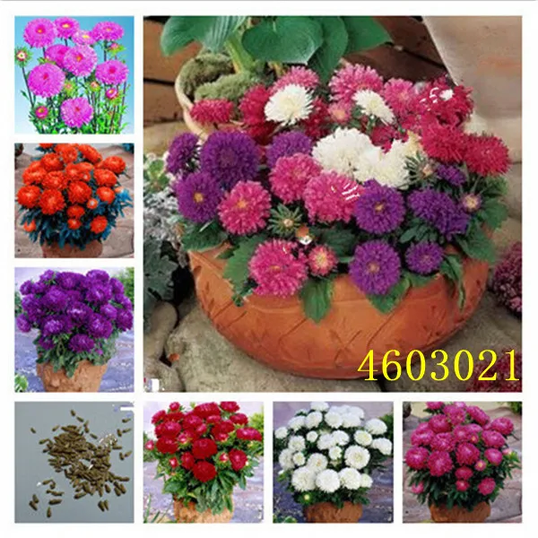 

100 pcs / bag China Mother Chrysanthemum aster plant Rare perennial flower plant Indoor bonsai flowering plants Family garden