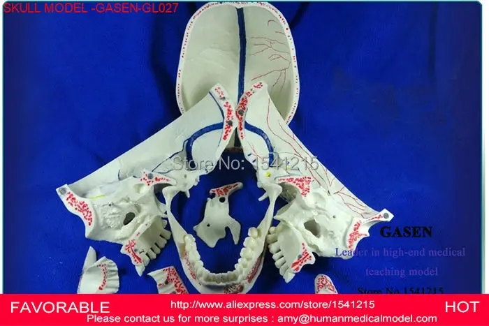 

MEDICAL SKULL MODEL SKULL STOMATOLOGY NEUROLOGY SKULL DENTAL SIMULATOR DENTAL SKULL SYSTEM DENTAL MODELS MODEL -GASEN-GL027