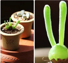 100 seeds/pack succulents seeds New Zealand rabbit seeds