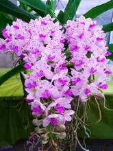100 pcs Rare Cymbidium orchid Plants African Cymbidiums Plantas,Phalaenopsis bonsai flower Seedling for home garden pot