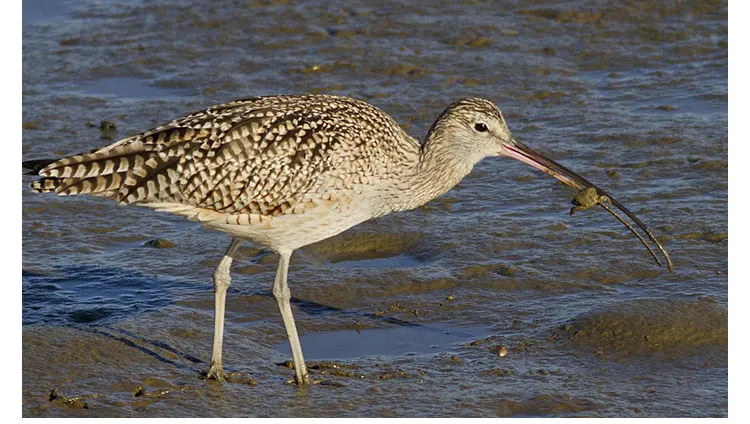 ACME Curlew вызов 553 обучение птица свисток Kingfisher Seabird Охота специальный свисток