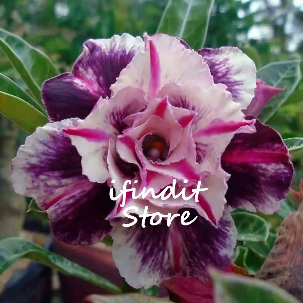 

2pcs Purple Black Desert Rose Adenium Obesum Exotic Flower Plant in Bonsai for Multicolor Perennial Home Garden Potted Flowers