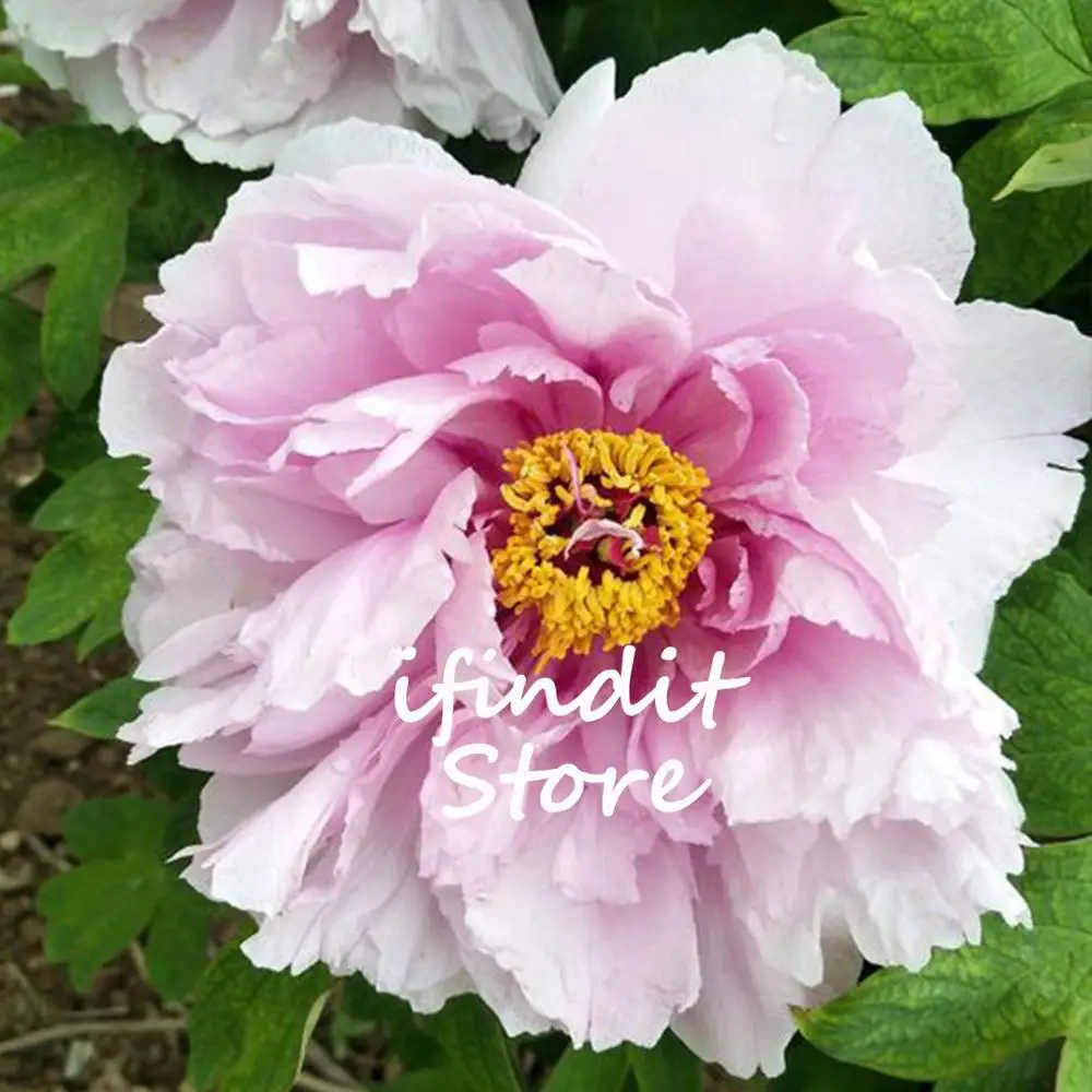 

20pcs Rare White Purple Peony Bonsai Multicolor Indoor Perennial Chinese Paeonia Suffruticosa Flowers Home Garden Decor Planting