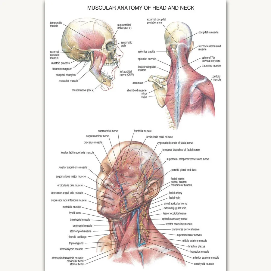FX1049 Hot Human Science Chart Human Body Anatomy Structure Brain Chart Poster Art Silk Canvas Home Room Wall Printing Decor