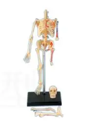 novo modelo de montagem de esqueleto 3d.