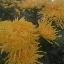 Goldensilk Хризантема чай Хризантема чашка головы сбор ромашки лимона плода Хризантема Хуаншань Гонг Хризантема