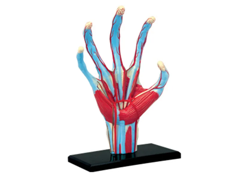 

4D Human hand Muscular nerve organs Teaching Model for Anatomical Medicine puzzle toy Medical Science Assembly model Anatomical