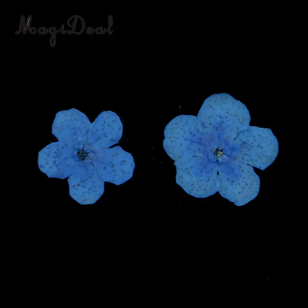 12 Pieces Forget-Me-Not Real Dried Flower Embellishment for Resin Casting Phone Case Nail Art Decoration Blue White
