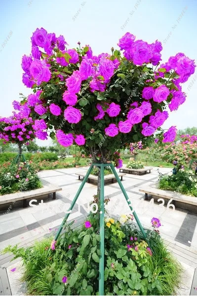 

Perennial Rose tree for flowers potted plant bonsai, Professional Pack, Fragrant Garden Bonsai Flower 100 Pcs