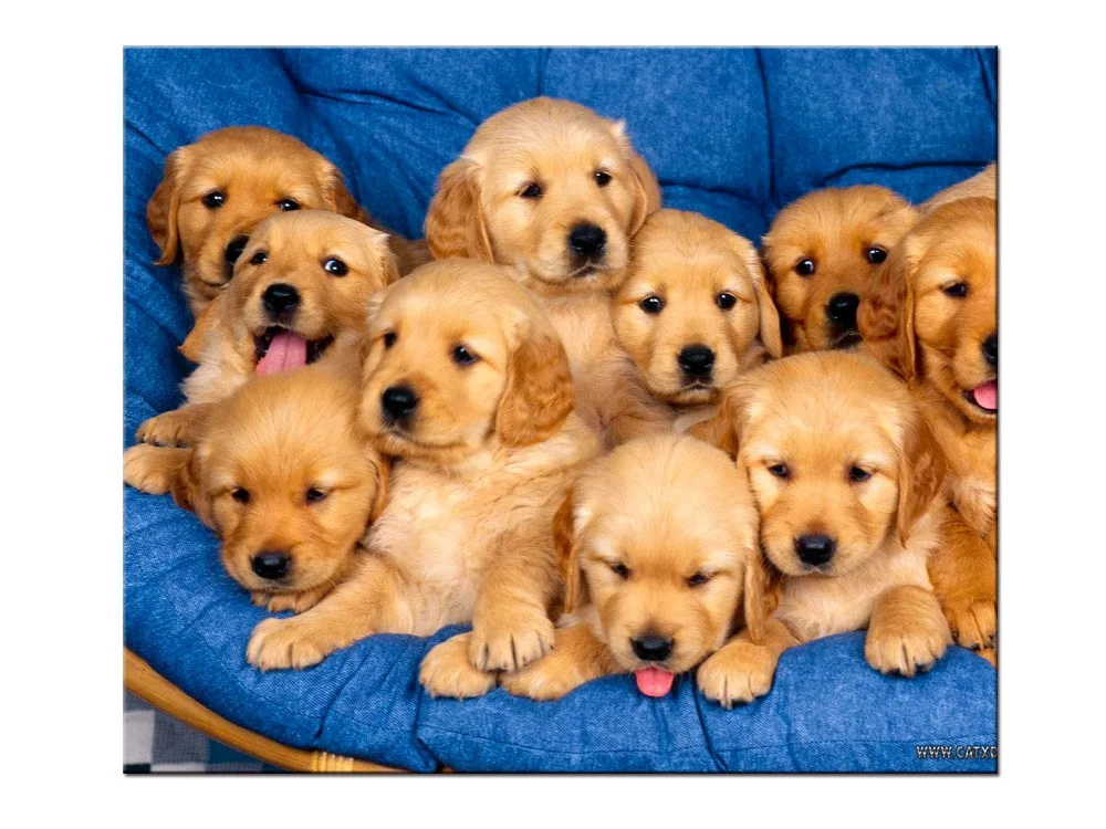 1 Teile Los Labrador Welpen Hunde Plakat Druck Wandaufkleber Dekor Malerei Benutzerdefinierte Drucken Poster Print Decorative Paintingcustom Print Aliexpress