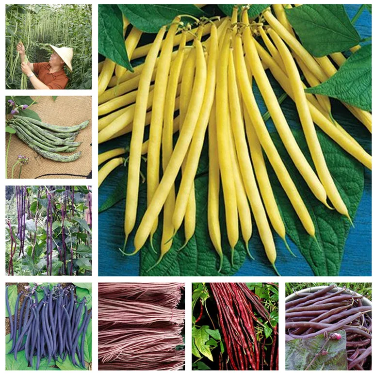 

50 Pcs Bean vegetable For Home Garden Outdoor Plant, organic vegetable