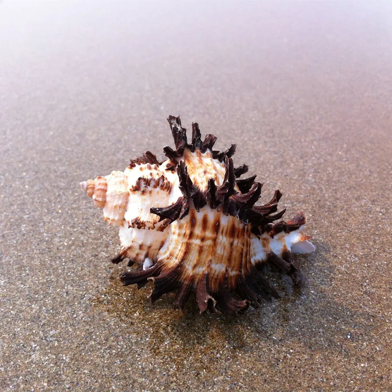 

Natural Conch Shells 8-10cm Snails Senju Daisy Lo small Senju Lo Endive Murex Fish Tank Ornaments Aquarium Landscaping Decor