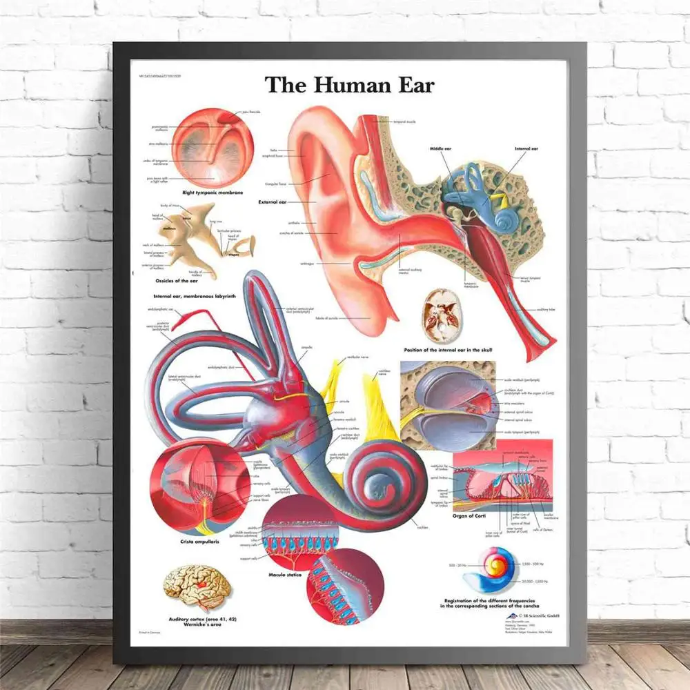 Human Organs Anatomy Medical Canvas Art Painting Posters And Prints Wall Pictures Living Room Decorative Home Decor No Frame - Цвет: Human Ear